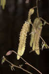 Eastern hophornbeam